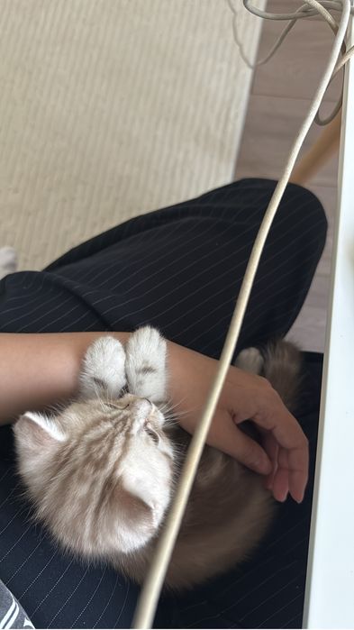 Котенок Скоттиш страйт