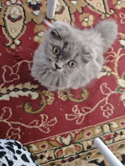 Продается котенок вислоухий