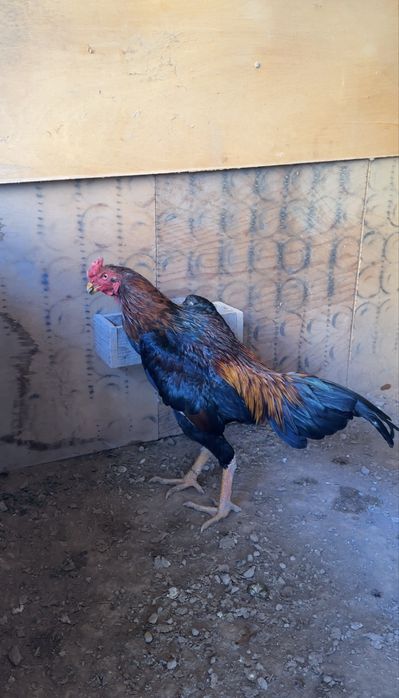 Dakan xoroz sotiladi Boboqi horoz