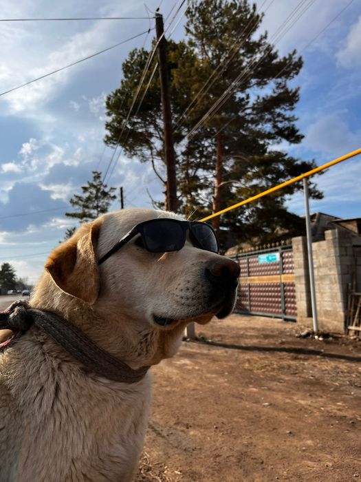 Лаблодор ретривер вязка