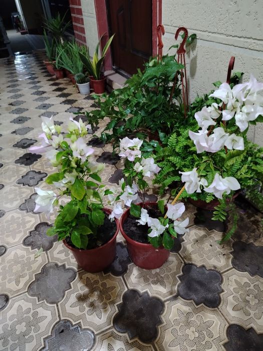 Комнатные цветы, растение, gullar, honaki gul