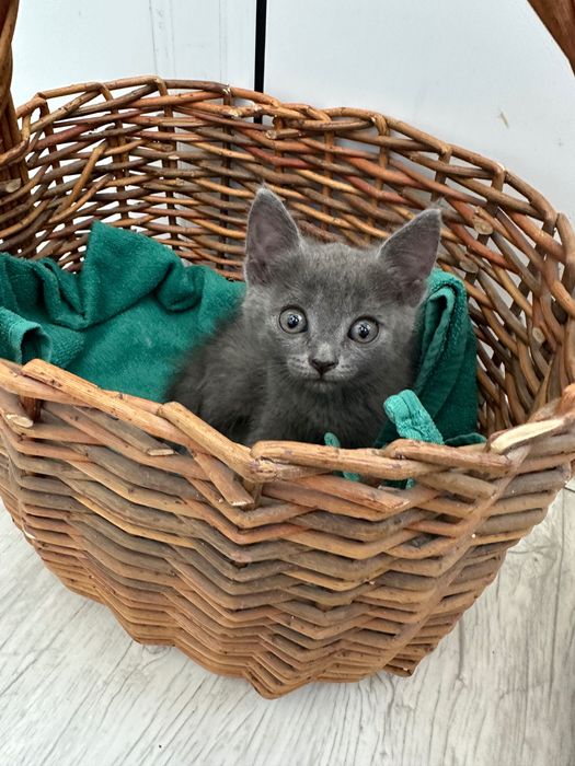 Отдам в добрые руки котенка мальчика