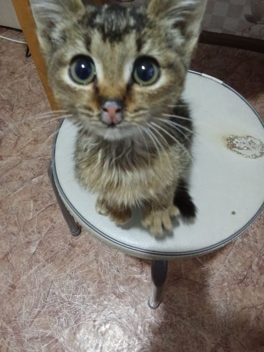 Отдам котёнка в добрые руки.