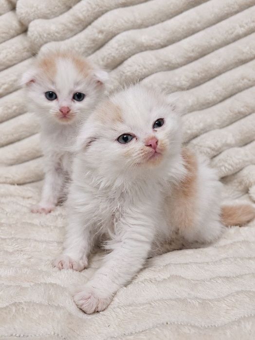 Котята вислоухие
