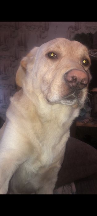 Отдам в добрые и хорошие руки