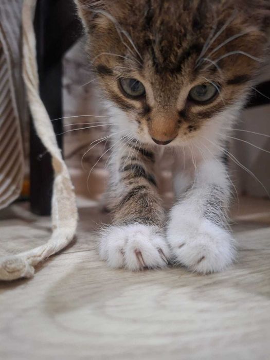 Отдам котёнка в добрые руки