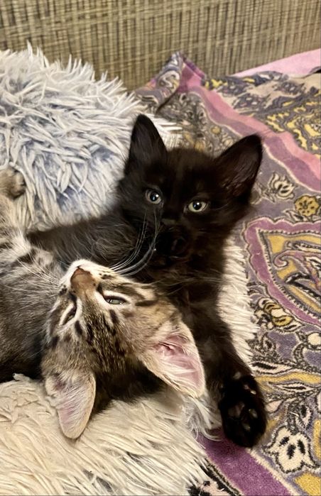 Отдам котенка, ПРИВИТ, мальчик, помесь с британцем