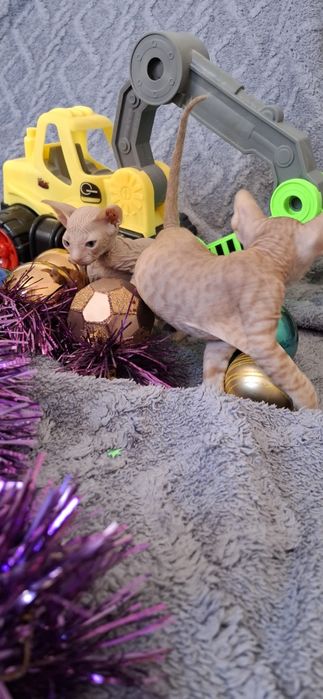 Донские котята малыши