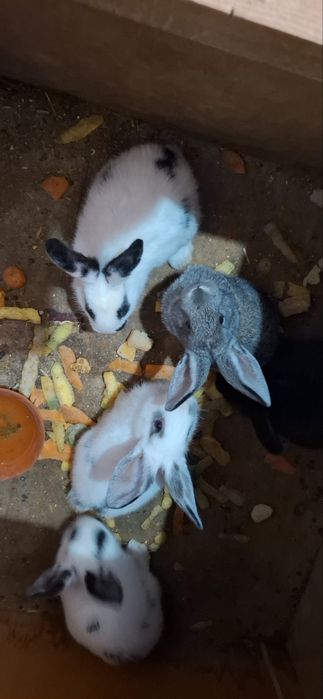 Quyonlar sotiladi кролик