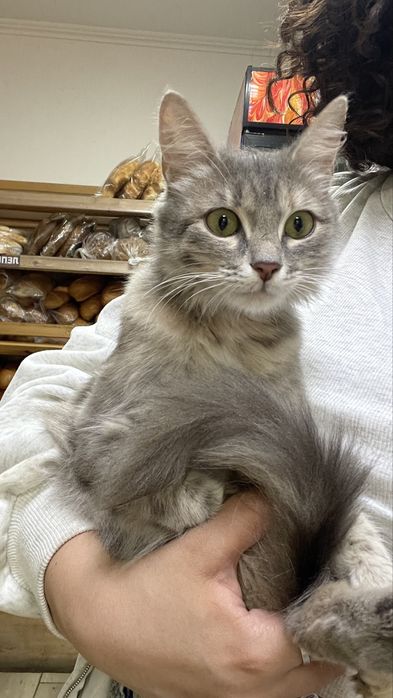 Кошка только  в добрые руки .