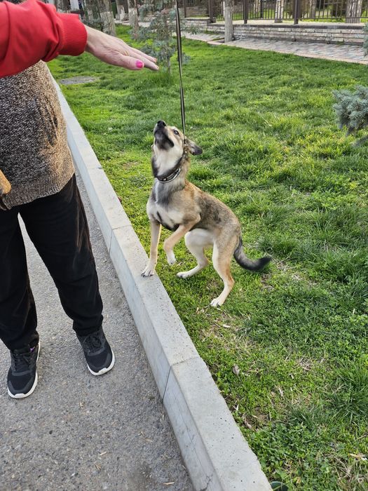 Дворняжка девочка. В Добрые Руки!