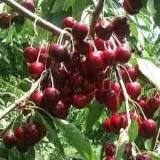 Черешни плодоносящие, Черешни крупномеры Алматы и область