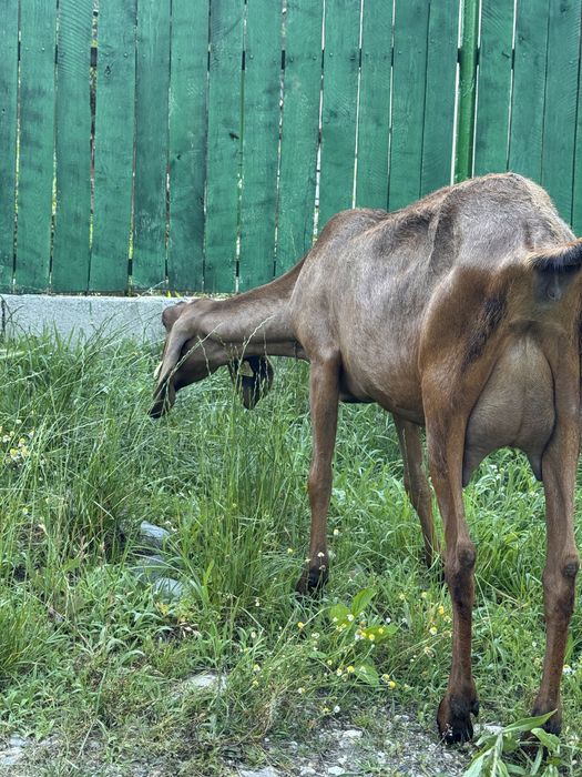 Capra anglonubian