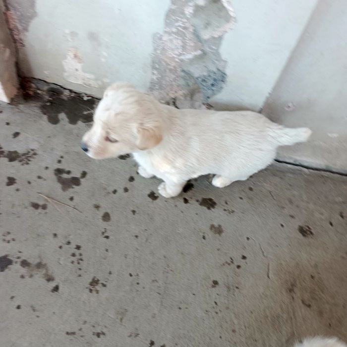 Продаются щенки девочки и мальчики