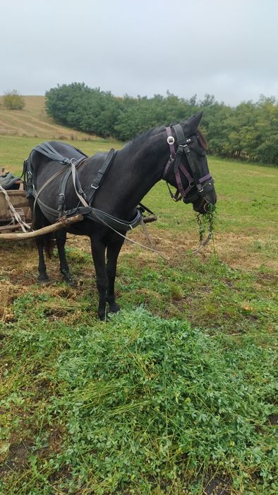 O mânză și o iapă