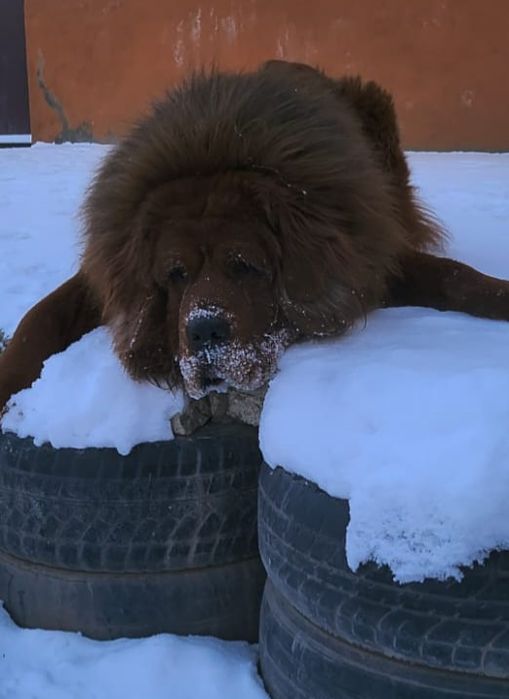 Вязка, Тибетский мастиф
