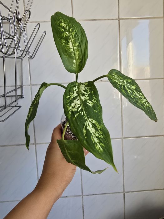 Диффенбахия пятнистая