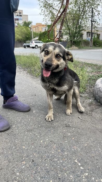 Собака в добрые руки