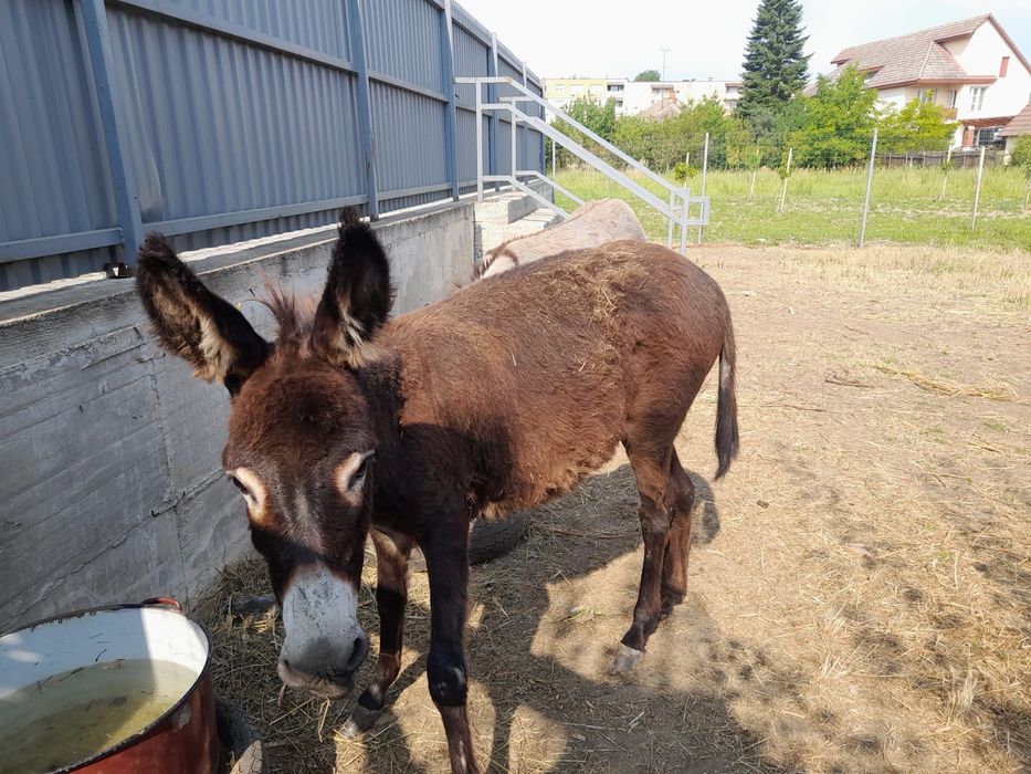 Doua Magarite disponibile / măgărițe