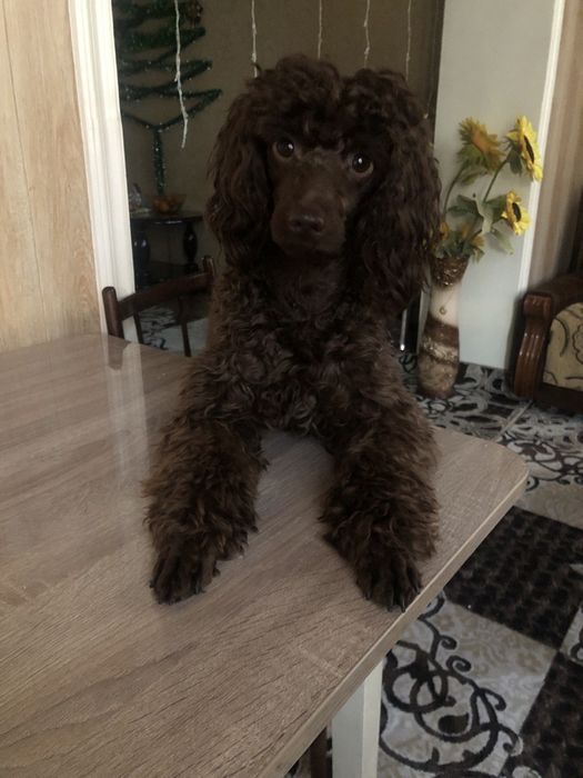 Пудель для вязки.