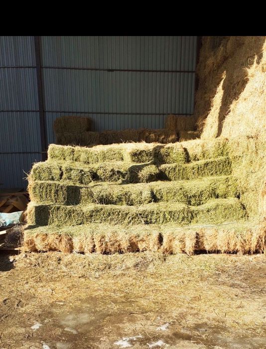 Сено люцерна в тюках