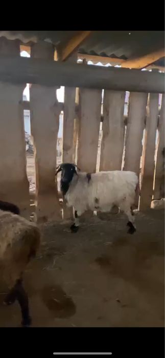 Семіз ұрғашы қойлар сатылады