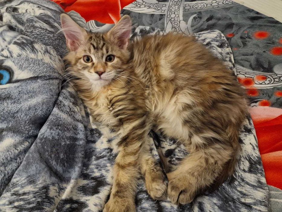 Котята Мейн-кун (девочки)