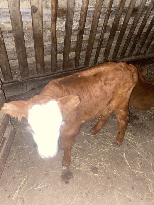 Бузаулар сатылады телята