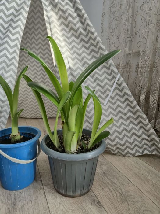 Гемантус (комнатное растение)