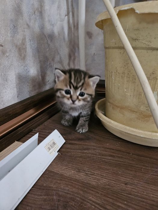Шотландская девочка