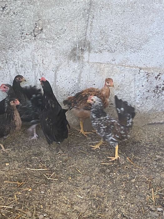 Gaini pitice de vanzare