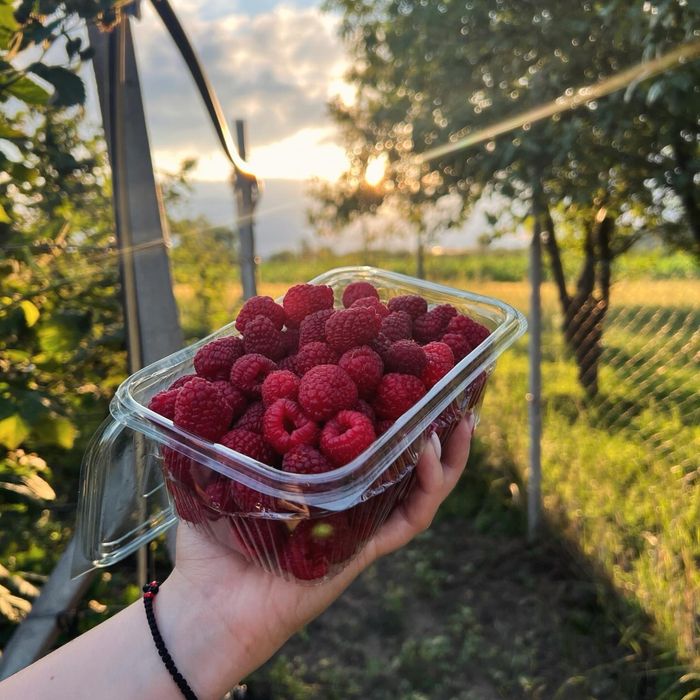 Suc Natural de Mere, Zmeură și Mure 3L