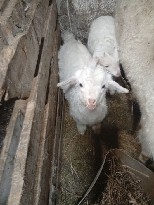 Лақ сатамын бір жарым айлық