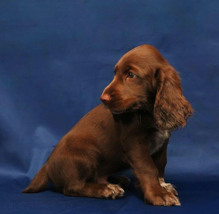 Спаниель Шоколадка