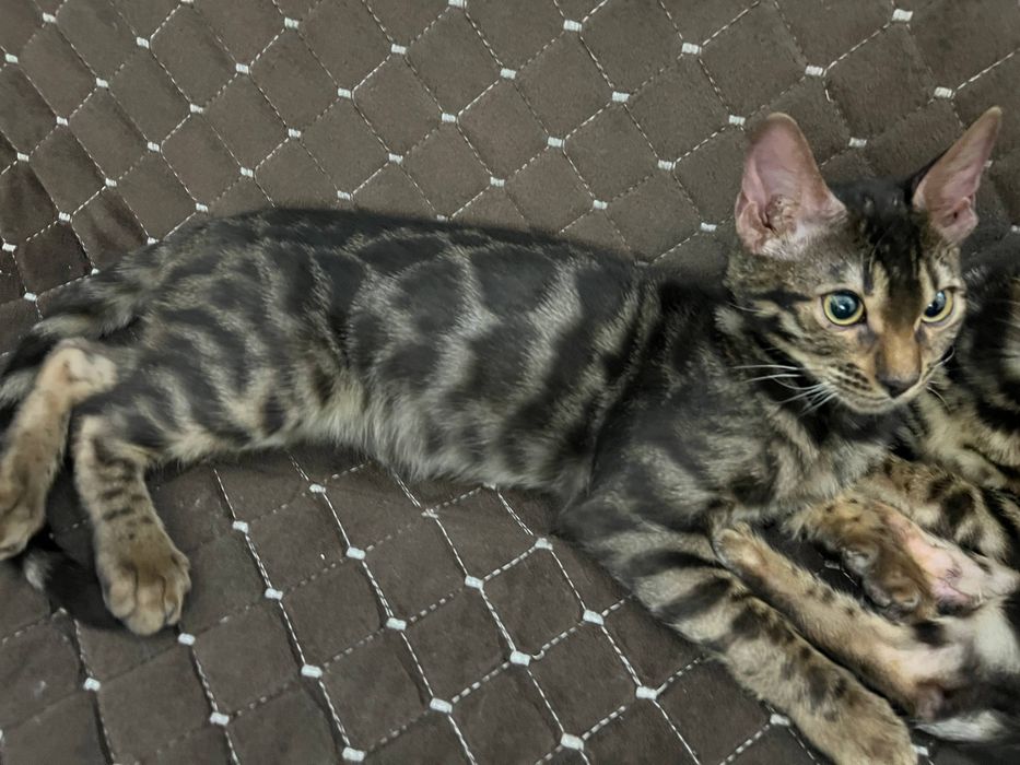 Бенгальский чисто кровный