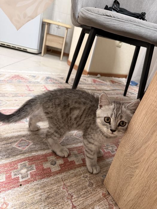 Британские котенок мальчик