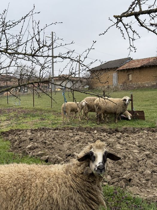 Продават се овце и агнета от лично стопанство