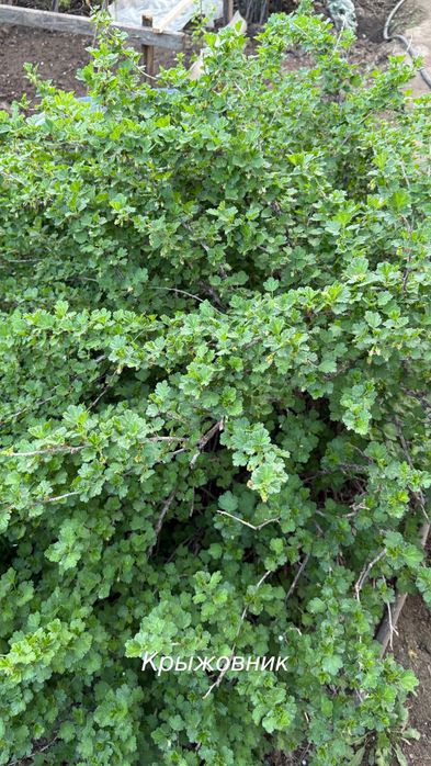 Саженцы крыжовник