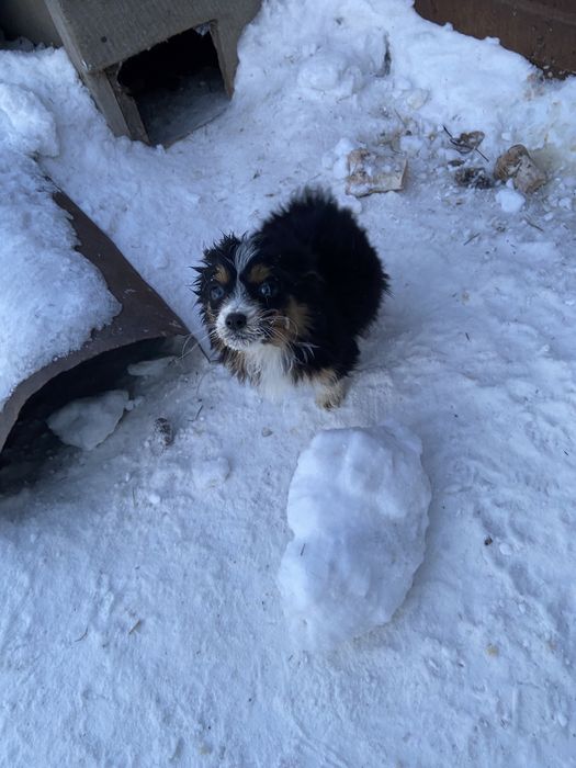 Отдам щенка в добрые руки
