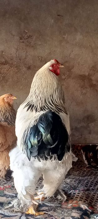 550 000 min brama horoz tuvuqlar