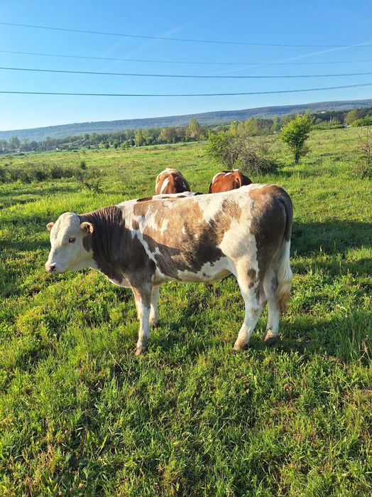 Vand taurasi din rasa BR