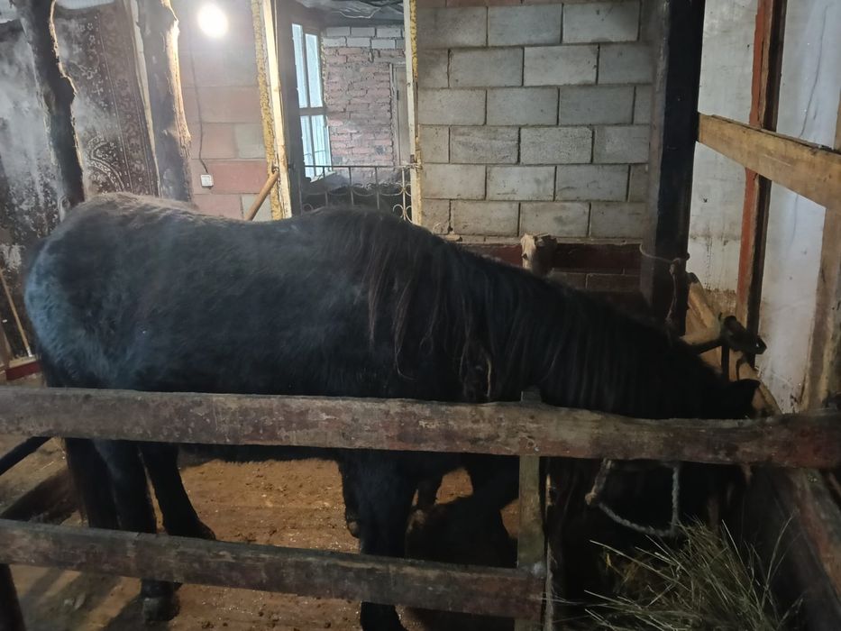 Продаёсят Бие  с  жеребенкам Байтал