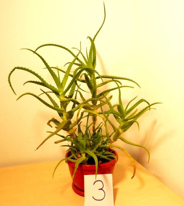 Aloe arborescens