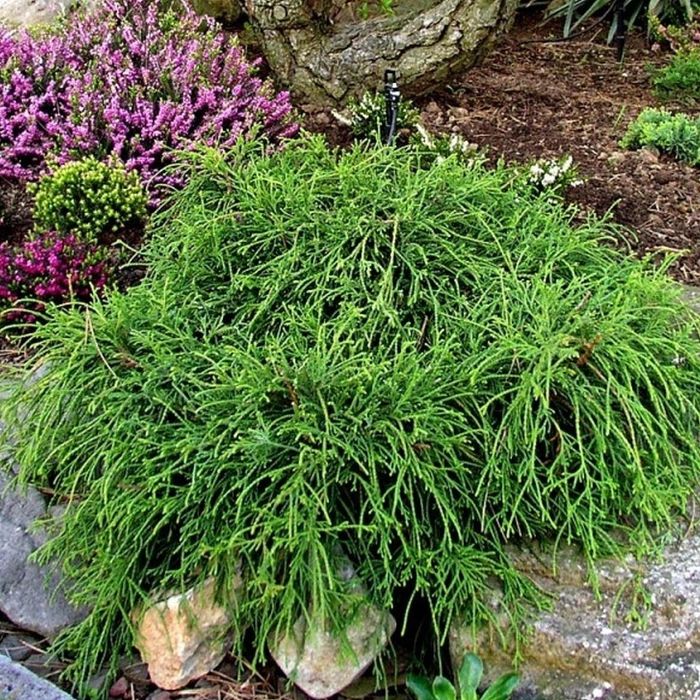 Лъжекипарис “Filifera Nana”