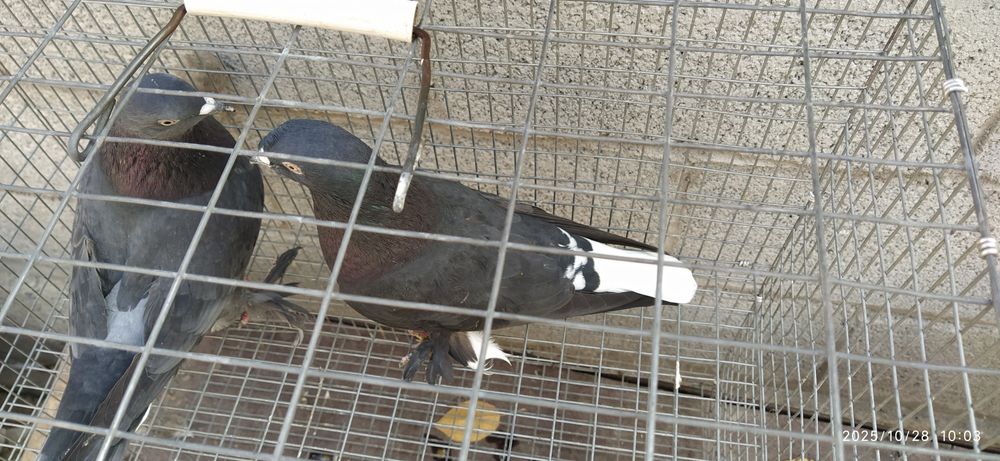 Молодая пара Такла гибрид