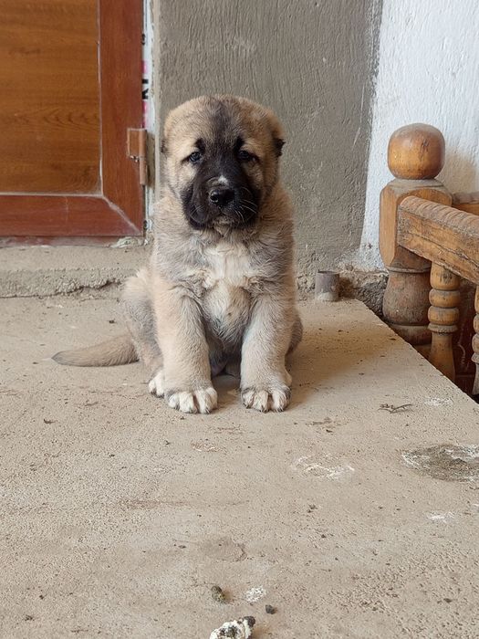 Кангал турецкий тозаси