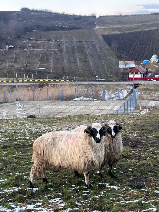 3 berbecuți noatini