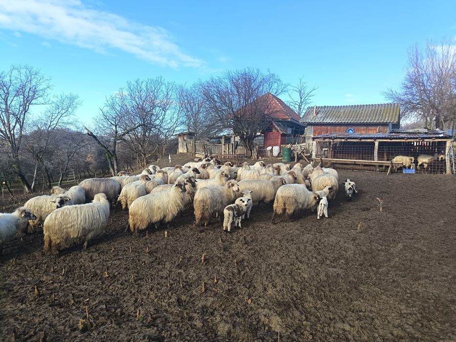 Vând 50 de oi cu miei lângă ele tinere miori și strămiori