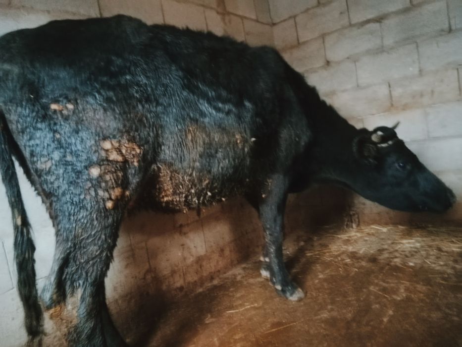 Құнажын сатылады