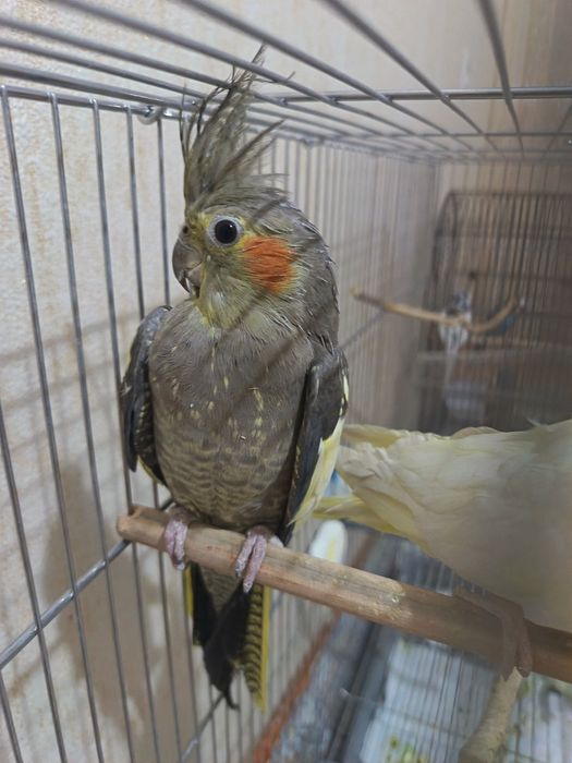 Папугай карелла пара